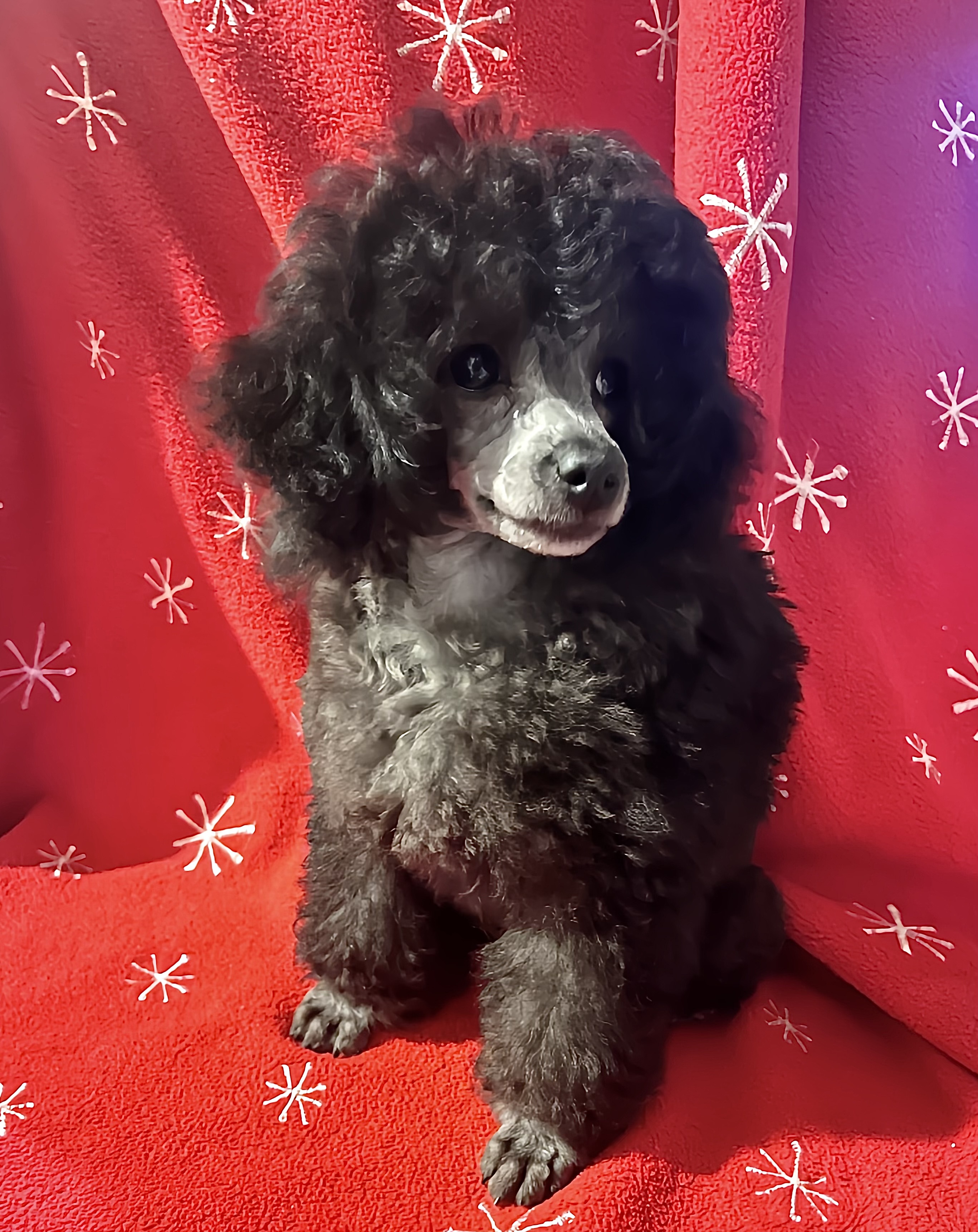 silver male TOy Poodle puppy 13 weeks old
